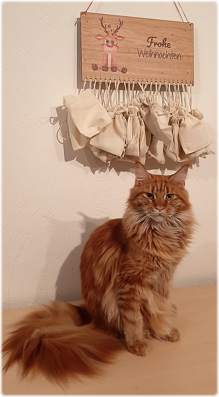 Katzen