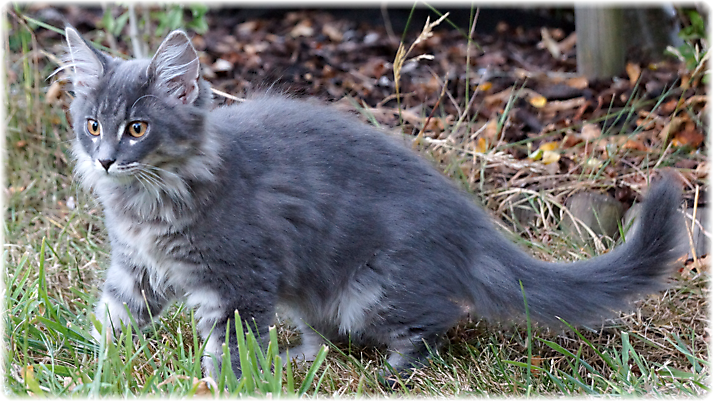 Kitten