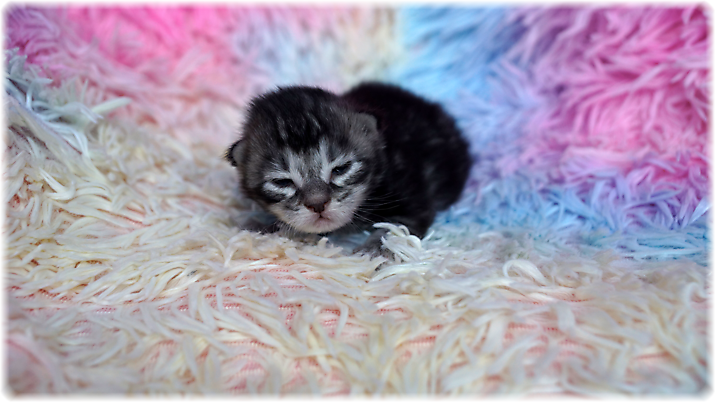 Ginger of Georgino's Garden