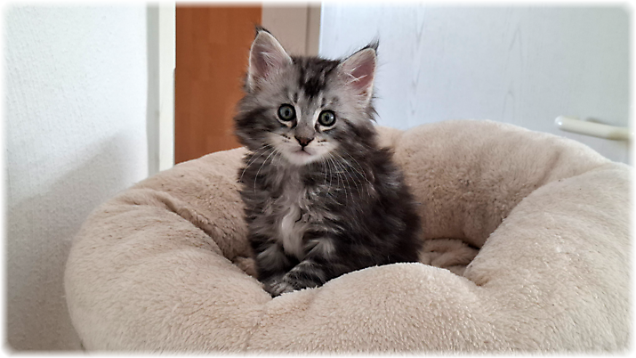 Ginger of Georgino's Garden