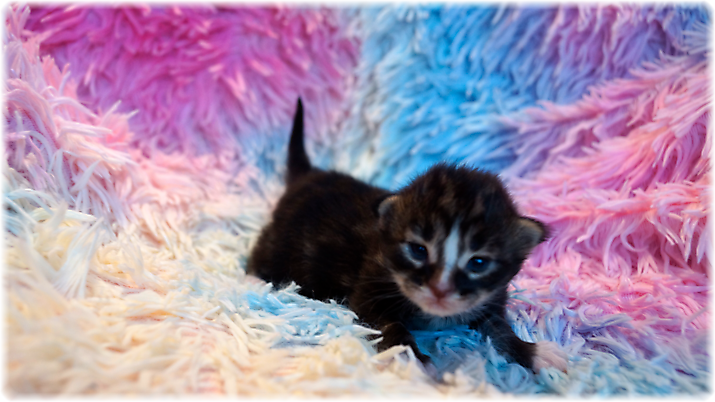 Gizmo of Georgino's Garden