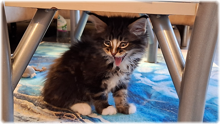 Gizmo of Georgino's Garden