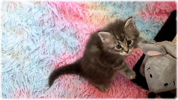 Gracie of Georgino's Garden