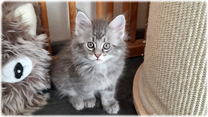 Gracie of Georgino's Garden