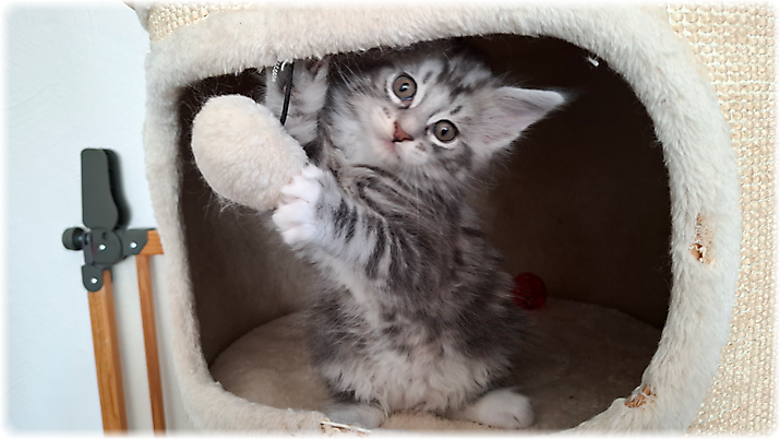 Grisou of Georgino's Garden