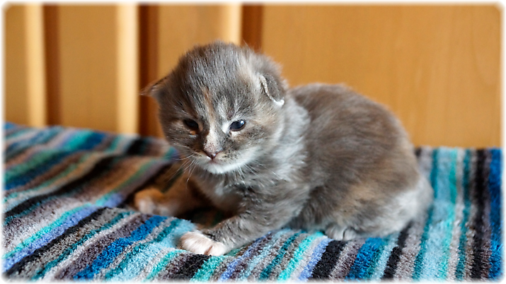 Helena of Georgino's Garden