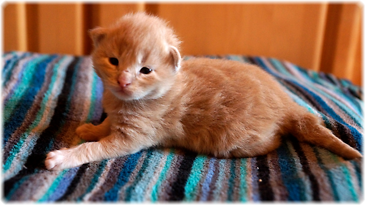 Heluin of Georgino's Garden